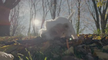 Küçük sevimli köpek Jack Russell Terrier, dışarıda tahta sopayla oynayan küçük beyaz köpek yavrusu. Arka plan bir park alanındaki ağaçlardan oluşuyor. Görüntüleri kapat. Yüksek kalite 4k görüntü