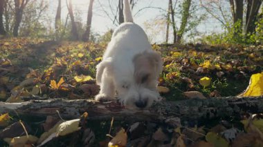 Tatlı komik Jack Russell Terrier, küçük beyaz köpek yavrusu dışarıda tahta sopayla oynuyor. Arka plan bir park alanındaki ağaçlardan oluşuyor. Görüntüleri kapat. Yüksek kalite 4k görüntü