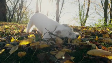 Küçük sevimli köpek Jack Russell Terrier, küçük beyaz köpek yavrusu tahta sopayla oynuyor. Arka plan bir park alanındaki ağaçlardan oluşuyor. Görüntüleri kapat. Yüksek kalite 4k görüntü