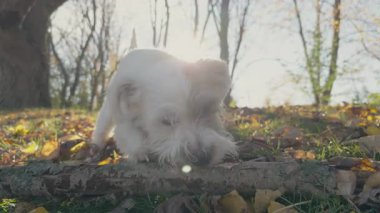 Şirin köpek Jack Russell Terrier, dışarıda tahta sopayla oynayan küçük beyaz köpek yavrusu. Arka plan bir park alanındaki ağaçlardan oluşuyor. Görüntüleri kapat. Yüksek kalite 4k görüntü