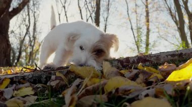 Şirin komik köpek Jack Russell Terrier, küçük beyaz köpek yavrusu dışarıda tahta sopayla oynuyor. Arka plan bir park alanındaki ağaçlardan oluşuyor. Görüntüleri kapat. Yüksek kalite 4k görüntü