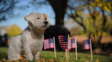 Jack Russell Terrier arka planda Amerikan bayraklarıyla çimlerin üzerinde oturuyor. Yüksek kalite 4k görüntü