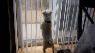 Mutlu Köpek Jack Russel evdeki cam kapıya bakıyor. Yüksek kalite 4k görüntü