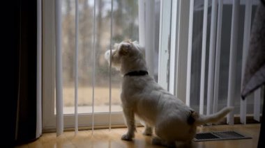 Köpek Jack Russel evdeki cam kapıya bakıyor. Yüksek kalite 4k görüntü