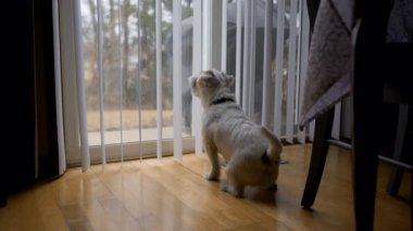 Köpek Jack Russel evdeki cam kapıya bakıp azarlıyor. Yüksek kalite 4k görüntü