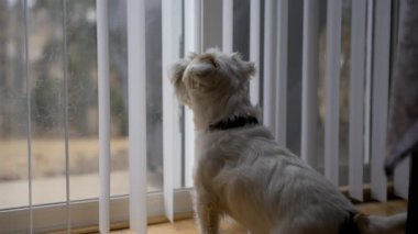 Köpek Jack Russel oturur, bakar ve evdeki cam kapıyı azarlar. Yüksek kalite 4k görüntü