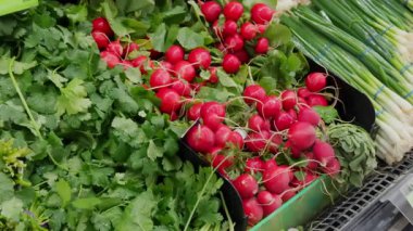 Taze sebzeleri ve raflarda düzgünce sergilenen yapraklı sebzeleri olan bir market. Kapatın. Yüksek kalite 4k görüntü