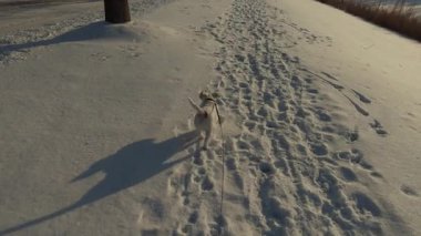 Jack Russell Dog karlı bir yolda yürüyor. Evcil hayvan tasmalı, karla kış manzarasını keşfediyor. Yüksek kalite 4k görüntü