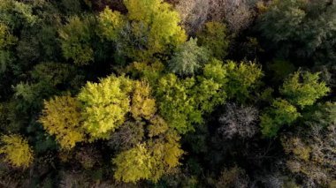 Ağaçların yemyeşil gölgeli yoğun yeşil bir ormanın yukarıdan görünüşü. Yüksek kalite 4k görüntü