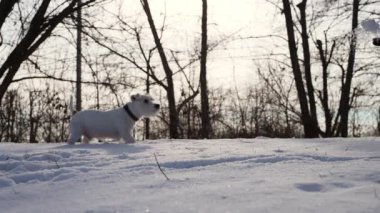 Şirin Jack Russell Terrier ormanda karla oynuyor. Doğadaki bir kış oyununda kartoplarını heyecanla yakalıyor. Eğlenceli anlar. Ağır çekim. Yüksek kalite 4k görüntü