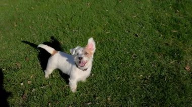 Oyuncu Jack Russell Terrier havlıyor ve duygularını ifade ediyor.