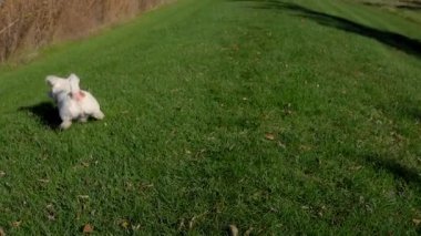 Oyuncu Jack Russell Terrier çimlerin üzerinde portakal kabağıyla sonbahar gününün tadını çıkarıyor. Yüksek kalite 4k görüntü