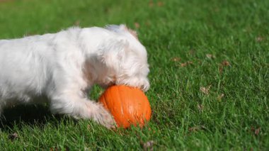 Mutlu Jack Russell köpeği sonbahar manzarasında bir balkabağıyla oynuyor. Yüksek kalite 4k görüntü