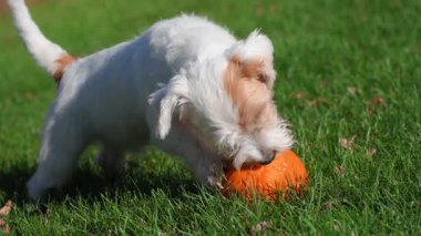 Enerjik Jack Russell Terrier çimenli bir alanda portakal kabağıyla eğleniyor. Yüksek kalite 4k görüntü