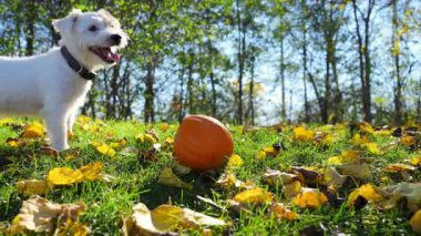 Jack Russell Terrier güz tarlasında balkabağıyla neşeyle oynuyor. Yüksek kalite 4k görüntü