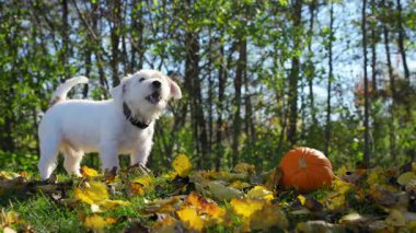 Enerjik Jack Russell köpeği sonbahar ortamında balkabağıyla eğleniyor. Yüksek kalite 4k görüntü