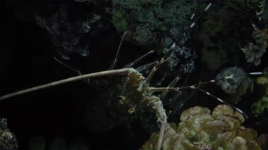 Kayalar ve mercanların arasına yerleştirilmiş dikenli ıstakoz. Manzarayı kapat. Yüksek kalite 4k görüntü