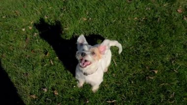 Jack Russell 'ın köpeği doğal ortamında heyecandan havlıyor. Yüksek kalite 4k görüntü