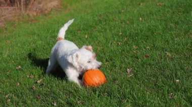 Tatlı köpek güz mevsiminde balkabağıyla neşe içinde etkileşime girer. Yüksek kalite 4k görüntü
