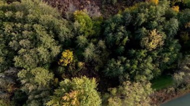 Zengin yeşil yaprakları olan kalın bir ormanlık alanın havadan bakış açısı. Yüksek kalite 4k görüntü