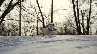 Şirin Jack Russell Terrier kış ormanında oyun günü boyunca heyecan içinde bir kartopu yakalıyor. Eğlenceli anlar. Ağır çekim. Yakın çekim. Yüksek kalite 4k görüntü