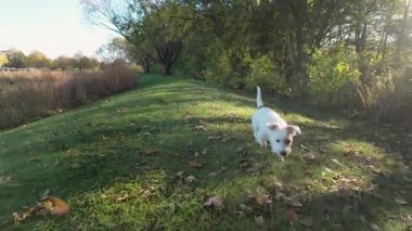 Crisp Fall Günü 'nde parkı gezen enerjik köpek. Ağır çekim. Yüksek kalite 4k görüntü