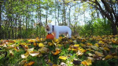 Sevimli Jack Russell Terrier sonbahar manzarasında bir balkabağıyla koşuşturuyor. Yüksek kalite 4k görüntü