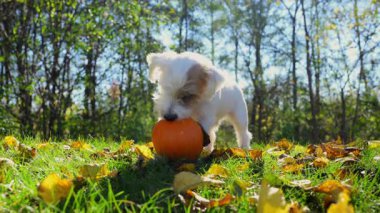 Küçük köpek renkli yaprakların arasında balkabağıyla heyecanla oynuyor. Yüksek kalite 4k görüntü