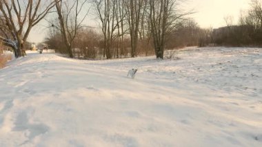 Karda koşan sevimli Jack Russell köpeği. Kış manzarasını karla keşfetmek. Yüksek kalite 4k görüntü