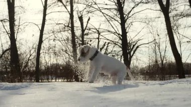 Sevimli Jack Russell Terrier kış ormanında sahibiyle oyun günü boyunca bir kartopu yakalıyor. Eğlenceli anlar. Ağır çekim. Yakın çekim. Yüksek kalite 4k görüntü