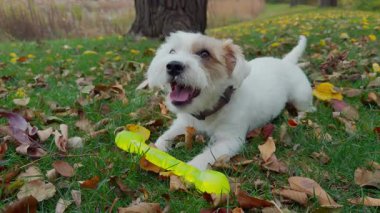 Şirin komik Jack Russell Terrier yalan söylüyor ve parlak sarı çubuk oyuncağıyla oynuyor. Komik oyun unsurları. - Evet. Yüksek kalite 4k görüntü