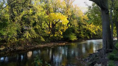 Yazın açık gökyüzü ve taze yeşilliklerle bir ormanın içinden nazikçe akan bir nehrin manzarası. Yüksek kalite 4k görüntü