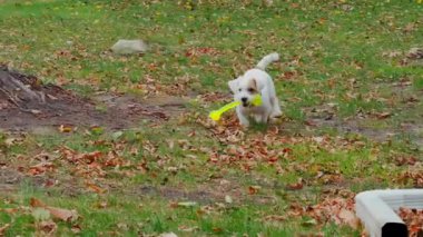 Şirin komik köpek Jack Russell Terrier koşuyor ve elinde parlak sarı çubuk oyuncağı var. Komik oyun unsurları. - Evet. Yüksek kalite 4k görüntü