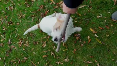 Komik Jack Russell Terrier tahta sopayı tutuyor ve sallanıyor. Komik oyun unsurları. - Evet. Yüksek kalite 4k görüntü