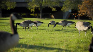 Güneşli bir günde şehir parkında yürürken çimenlerde beslenen kazlar. Yüksek kalite 4k görüntü