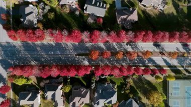 Parlak kırmızı ve sarı sonbahar ağaçlarıyla çevrili Beaut Scenic banliyö caddesinin aşağı manzarası. Sıcak sonbahar renkleri güzel bir mevsimlik mahalle ve hava manzarası yaratır. Yüksek kalite 4k görüntü