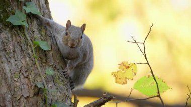 Ağaç gövdesindeki kemirgen sincap, ağaca tutunurken kameraya bakıyor. Yüksek kalite 4k görüntü