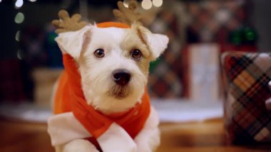 Noel hediyelerinin yanında Noel ağacı altında bayramlık ren geyiği kostümü giymiş Jack Russell Terrier 'ın portresi. Yüksek kalite 4k görüntü