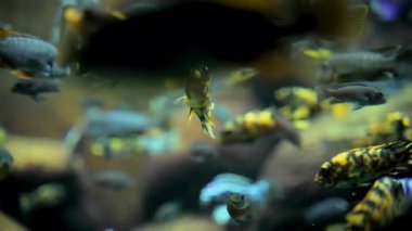 Doğal resif ortamında tropikal balıkların ve canlı mercanların sualtı sahnesi. Yüksek kalite 4k görüntü