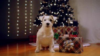 Noel ağacının altındaki Jack Russell Terrier köpeği. Yüksek kalite 4k görüntü