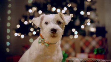 Noel ağacının altındaki Jack Russell Terrier 'ın portresi. Yüksek kalite 4k görüntü