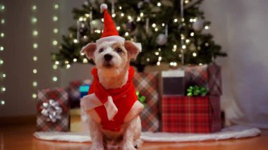 Noel kıyafetli şirin Jack Russell köpek yavrusu paketlenmiş hediyeler ve yanıp sönen Noel ışıkları. Yüksek kalite 4k görüntü