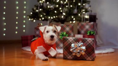 Noel hediyelerinin yanında Noel ağacı altında bayramlık ren geyiği kostümü giymiş Jack Russell Terrier köpeği yatıyor. Yüksek kalite 4k görüntü