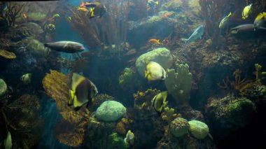 Düz vücutlu parlak renkli balıklar mercanların etrafında zarifçe hareket ediyor. Yüksek kalite 4k görüntü