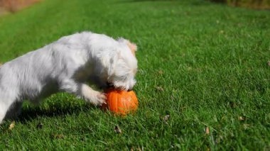 Küçük köpek güneşli bir günde balkabağıyla heyecanlı bir şekilde oynuyor. Yüksek kalite 4k görüntü