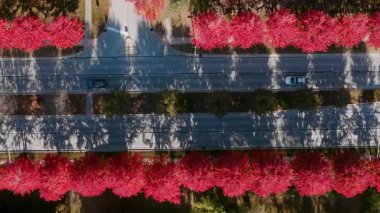 Parlak kırmızı ve sarı sonbahar ağaçlarının olduğu Beaut Scenic banliyö sokağının en aşağı manzarası. Sıcak sonbahar renkleri güzel mevsimsel mahalleler, evler, hava manzarası yaratır. Yüksek kalite 4k görüntü