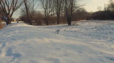 Sevimli mutlu Jack Russell Terrier kış ormanında oyun gününde kartopu isterken koşuyor ve havlıyor. Eğlenceli anlar. Ağır çekim. Yakın çekim. Yüksek kalite 4k görüntü