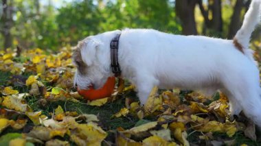 Sevimli Jack Russell güneşli bir sonbahar gününde balkabağıyla dışarıda oynuyor. Kapatın. Yüksek kalite 4k görüntü