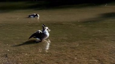 Ördek suda yükselir ve parlak yaz gününde yerel parkta kanatlarını çırpar. Yüksek kalite 4k görüntü