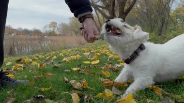 Şirin köpek Jack Russell, güneşli bir sonbahar gününde yeşil çimlerin üzerinde tahta bir sopayla dışarıda sahiple oynuyor. Kapatın. Yüksek kalite 4k görüntü